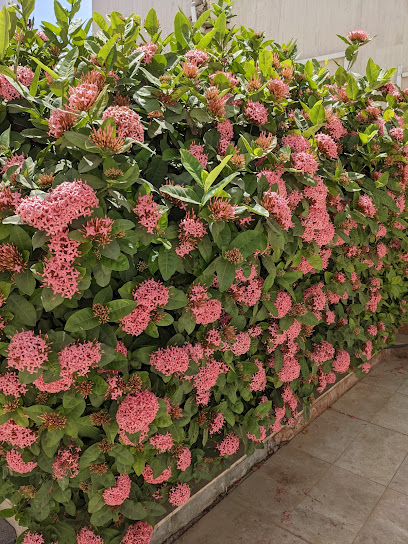 سوق زهرة الامارات - Oman|Seeb