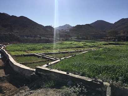 الحلوة - حلين - +968 9880 6633