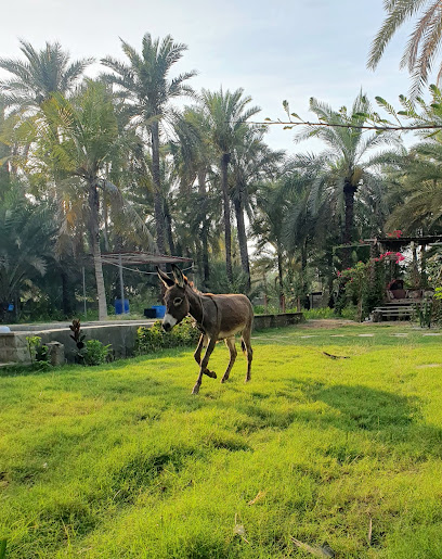 مزرعة علي بن سيف - Oman|Sohar|9P2W+XG