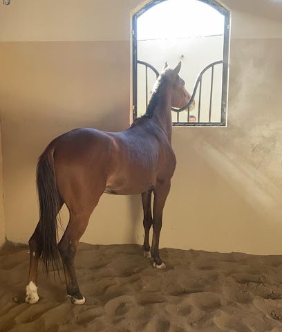 مربط السعد للخيل العربي - حي مثل سعد - +968 9567 4418