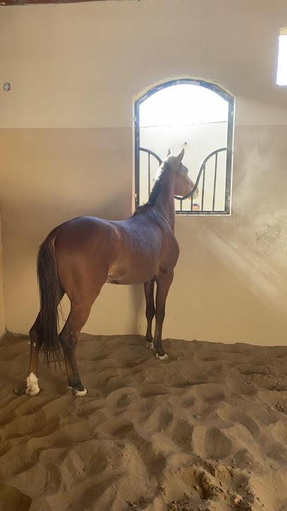 مربط السعد للخيل العربي - Oman|Hayy as Sa'ad|Nizwa - Ibri Road، حي السعد،|29GQ+VH9