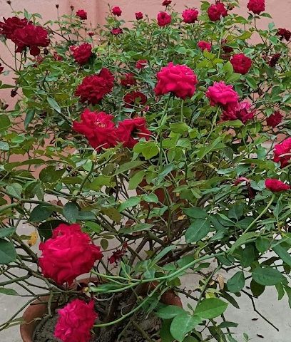 تاول يونيليفر ذ - مسقط - +968 24 504666