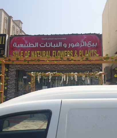 بيع الزهور والنباتات الطبية - صحار -