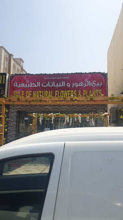 بيع الزهور والنباتات الطبية - Oman|Sohar|8PQM+6MR