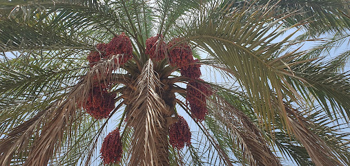 مزرعة الرحاب ظهرة الطوي - القصف ، -