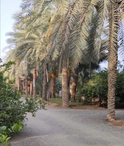مزرعة حميد بن عبدالله الحامدي - صحار -