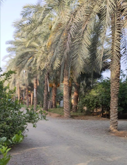 مزرعة حميد بن عبدالله الحامدي - Oman|311|Alhambar Alhambar near nesto Sohar OM