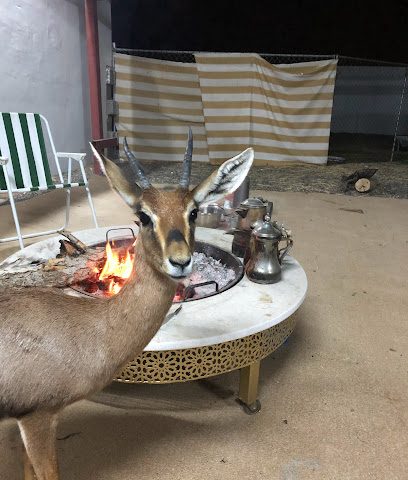 مزرعة ناصر الحبسي - بدية - +968 9340 0003