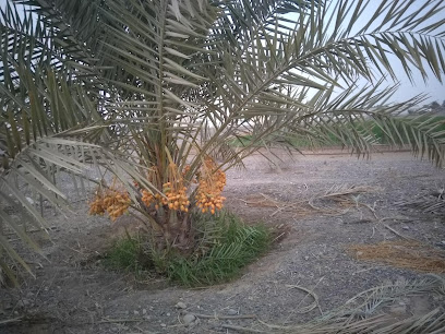 جرين فارم رميس - الرميس -
