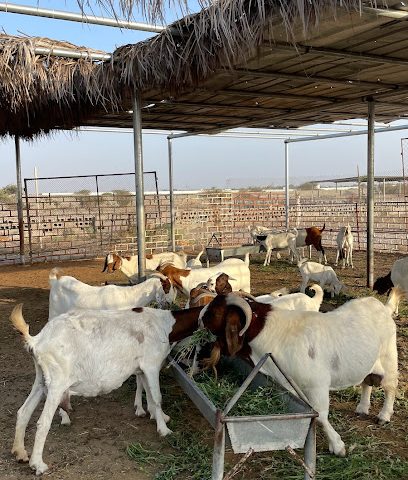 اكفارم - MHF8 + R2 ابوعاصم ، عمان ak@akfarm.net muscat OM - +968 9663 6663