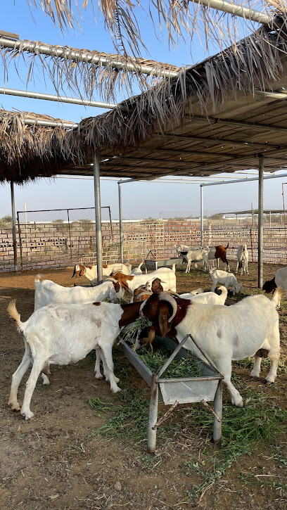اكفارم - Oman|111|MHF8+R2 ابوعاصم، Oman ak@akfarm.net muscat OM
