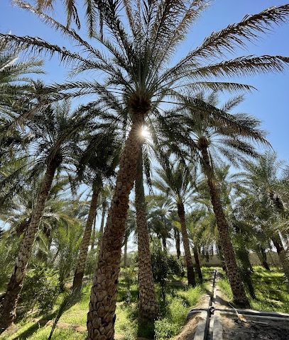 مزرعة سالم وخليفة بن محمد النعيمي - البريمي -