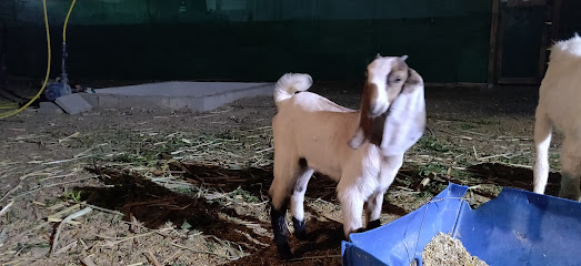 مزرعة المنشور - السيب - +968 9572 9272