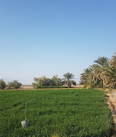 مزرعة عبدالله العلوي - بهلاء - +968 9233 6467
