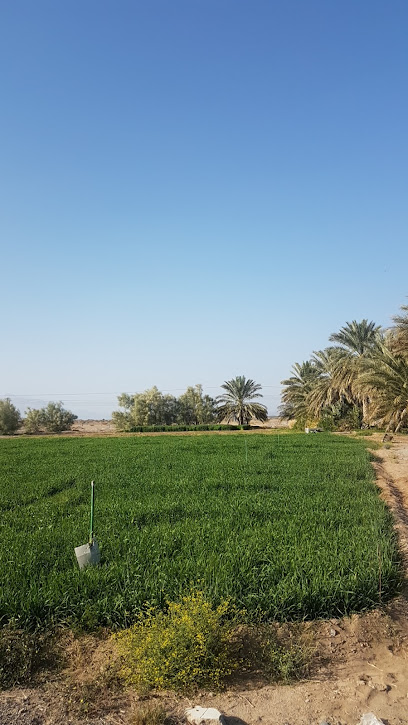 مزرعة عبدالله العلوي - Oman|Bahla|Q6RF+RHH