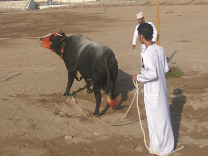 حلبة الثور بركاء - بركاء -