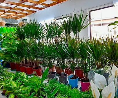 مركز حدائق وادي عدي محل زهور مركز حدائق الزهور في وادي عدي - مسقط - +968 9944 0862