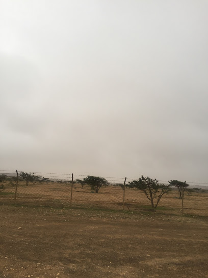 مزرعة شجرة اللبان - Oman|استون|XW37+C9P