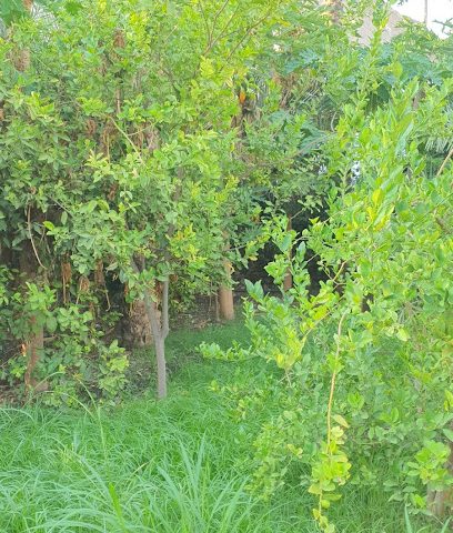 سبلة الشيخ / جمعة بن مسعود الغطريفي - سمائل - +968 9977 4462