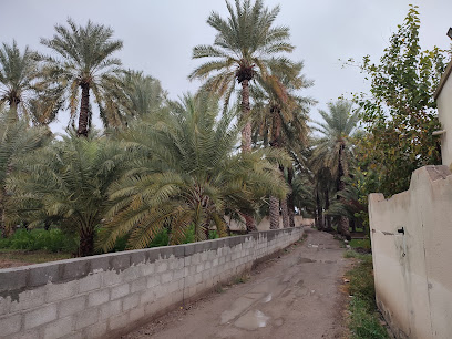 مزرعة الذيب بن سليمان العامري - العاقل ، -