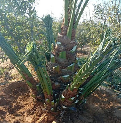 بيت ريفي - السيب - +968 9959 5453