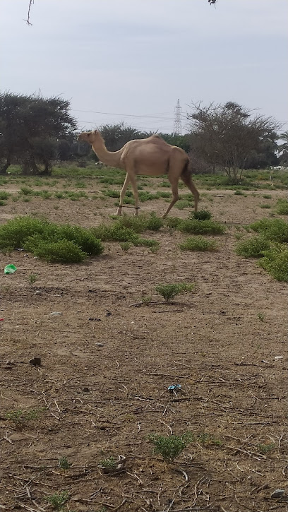 استراحه زهره التوليب - Oman|312|Batinah