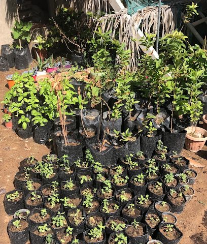 نخل عبد الرحمن بن ناصر الحجري - بدية - +968 9590 6033
