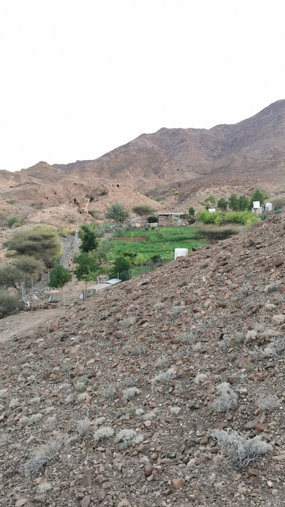 مزرعة حمود بن علي بن حمد العامري - Oman|Al Qariyatain|VWPC+78