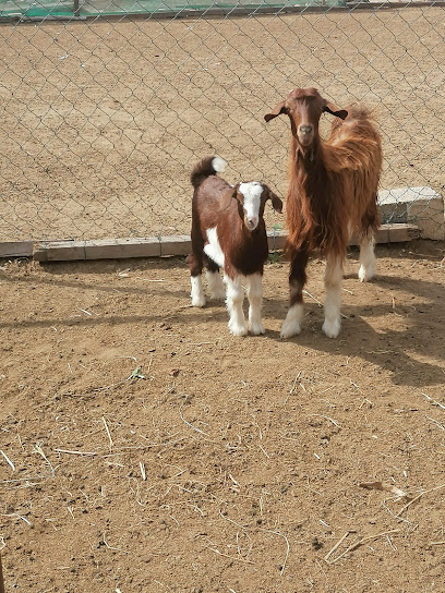 حلال شمال الباطنة - Oman|Sohar|عوتب،