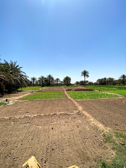 مزرعة المعمورة - Oman|طريق وادي صاع،