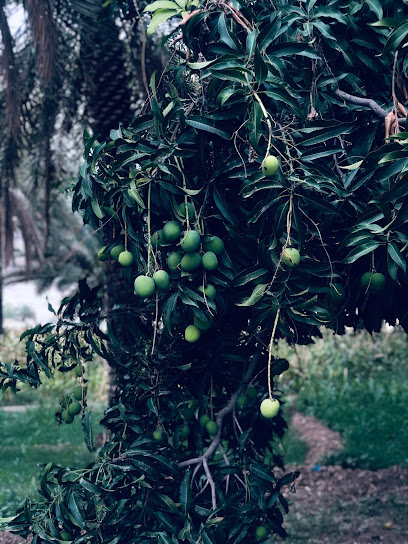 شيطان النبو - Oman|Al Hamra|Unnamed Road