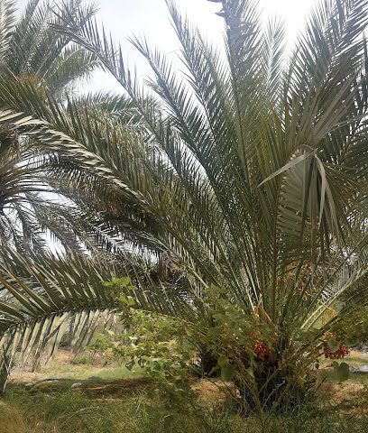 الغويف فلج - أصلع سايت -