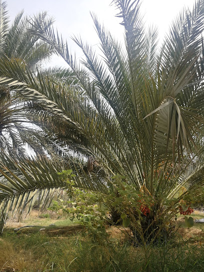 الغويف فلج - Oman|Bald Sayt|Unnamed Road|3775+PJJ