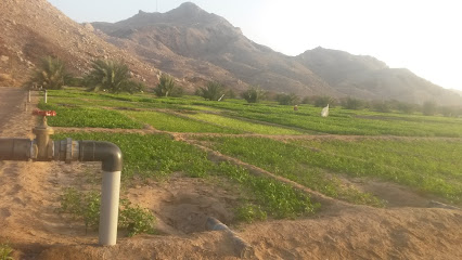 مزرعة الجبل (عبدالله بن علي الشامسي) - مهده - +968 9591 4444