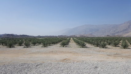 ديوان البلاط السلطاني - مزرعة سمائل - الهوب -