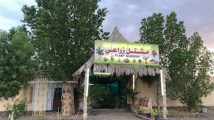 مزرعة ناصر بن علي العثماني - بهلاء - +968 9384 4288