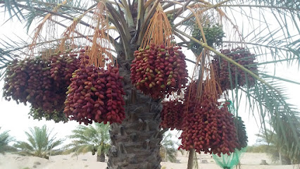 ناصر صالح مزرعة - ناصر صالح مزرعة عمان - +968 7137 4283