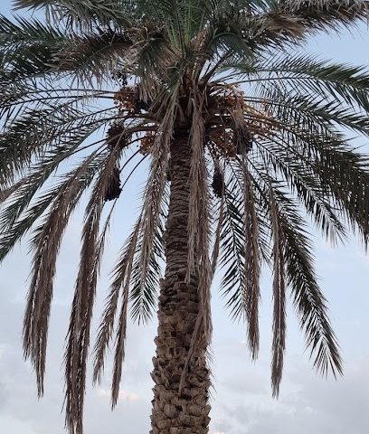 مسجد الشرع - بهلاء -