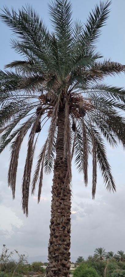 مسجد الشرع - Oman|Bahla|Alkhatwa Road|X7JX+VRG