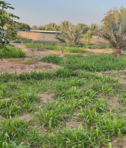 مزرعه مبارك ود سعيد الصابري - صور - +968 9509 9992