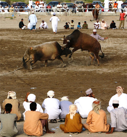 حلبة مناطحة بولز بركاء - بركاء -