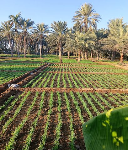 منزل سيف بن محمد السعيدي وأبناءه - الخابورة - +968 9565 7477
