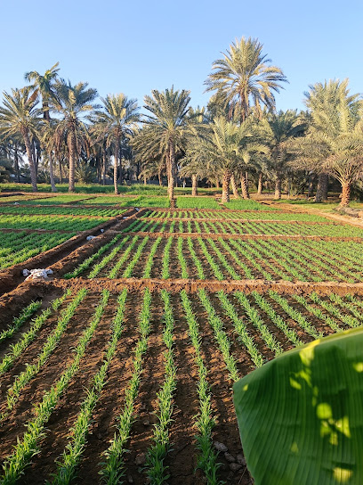 منزل سيف بن محمد السعيدي وأبناءه - Oman|Al Khaburah