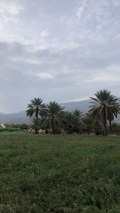 مزرعة مفتاح البلد - Oman|475P+R5 الحمراء،
