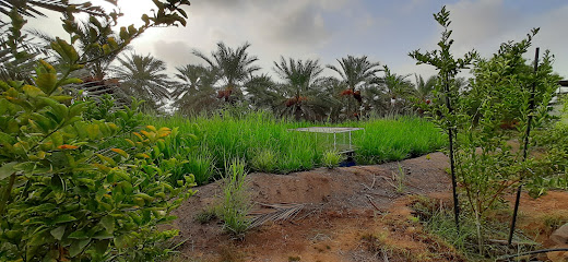 مزرعة عبدالله بن محمد القاسمي - السيب - +968 9573 0303