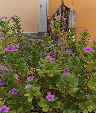 طوي خبيبة رمان - نزوى - +968 9592 0999