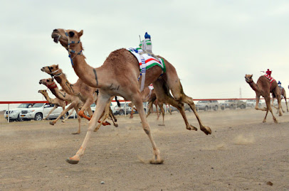 ميدان صحار لسباقات الهجن Mydan Sohar camel Race - مويلح -