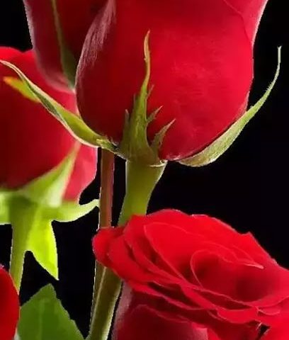 Princess Rose أميرة الورد المميزة - السيب -