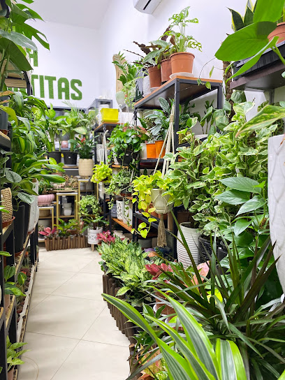 Ola Plantitas - Oman|Al Khuwair St|Dohat Al Adab Street