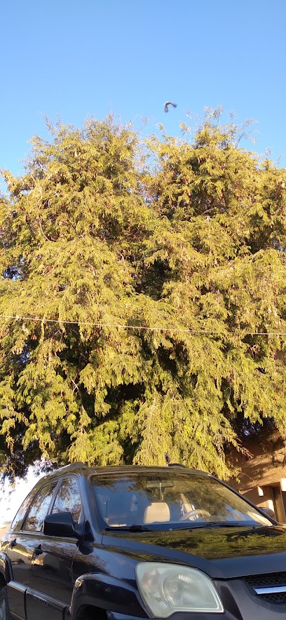 شركة والقلاف ظفار (الصفوه) - Oman|Salalah|24MR+2FV